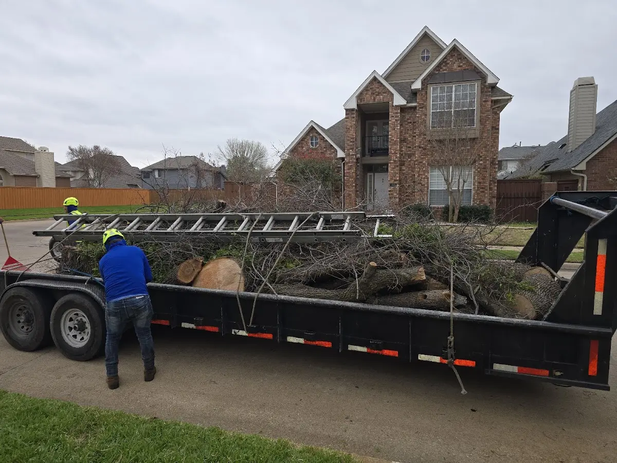 Expert Tree Removal with proper safety equipment in Guttenberg